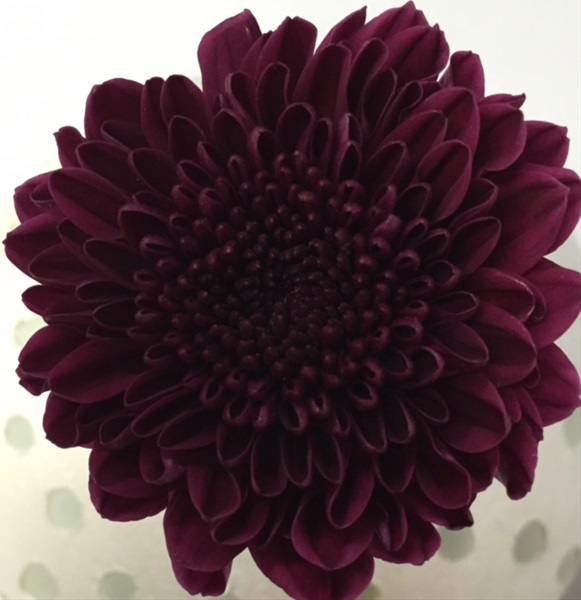 Chrys Disbud Aragon Disbuds/Mums Chrysanthemum Flowers by